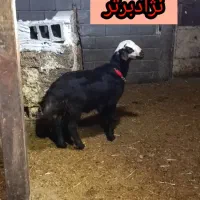 بره قوچی