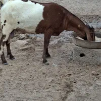 بز سومال|حیوانات مزرعه|بندرلنگه, |دیوار