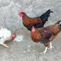 خروس کوردی
