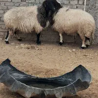 ۲عددمیش خشک جوان سنگین وزن تمام پروارفروشن|حیوانات مزرعه|دهلران, |دیوار