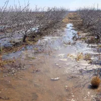 باغ پسته 25 ساله|فروش دفتر صنعتی، کشاورزی، تجاری|نیشابور, دربقاضی|دیوار