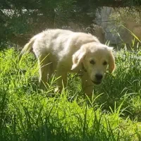 واگذاری توله گلدن رتریور / لابرادور رتریور|سگ|اصفهان, احمدآباد|دیوار