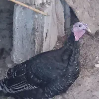 خروس و بوقلمون