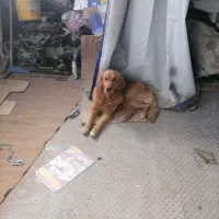 سگ پیدا شده