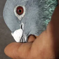 نر جان اردن