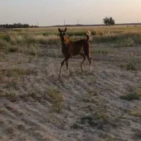 کره عرب|اسب و تجهیزات اسبسواری|میبد, |دیوار