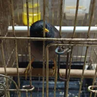 مرغ مینا بازیگوش|پرنده|پارس‌آباد, |دیوار