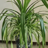 گیاه طبیعی پاندانوس همراه با گلدان سفالی طوسی