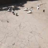 کبوتر طوقی
