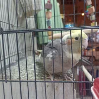 فروش عروس هلندی باقفس