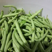 لوبیا سبز