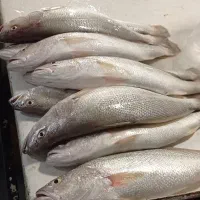 انواع ماهی و میگو بندرهندیجان