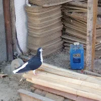 ساده سیاه ماده|پرنده|شاندیز, |دیوار