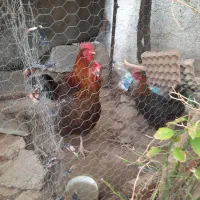 فروش مرغ محلی زیر قیمت