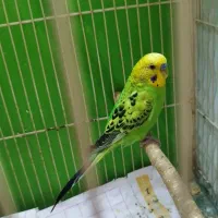 برای مرغ عشق نر راهنمایی