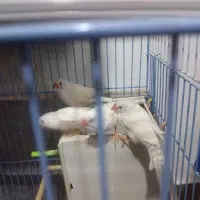 فنچ زبرا|پرنده|خرمشهر, |دیوار