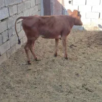 گوساله دورگه برای داشتی|حیوانات مزرعه|رفسنجان, |دیوار