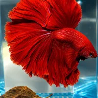 ماهی فایتر کلکسیونی وارداتی