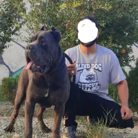 توله بولگا سگ بی نظیر بلو