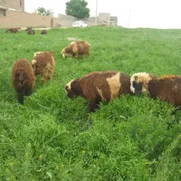 بره نر  بختیاری خالص