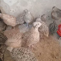 بلدرچین