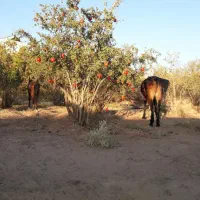 اسب مادیان با کره نر|اسب و تجهیزات اسبسواری|تهران, مینابی|دیوار