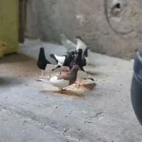 کبوتر یهودی