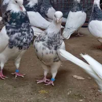 طوقی معمولی بدرنگ|پرنده|آزادشهر, |دیوار