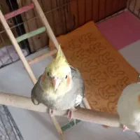 یک جفت عروس هلندی