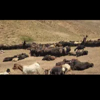 «««گوسفند زنده باقصاب تحویل درب منزل