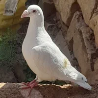 کبوتر پرشی