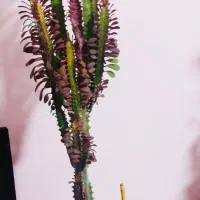 زیبا وسرحال|گل و گیاه طبیعی|سرپل ذهاب, |دیوار