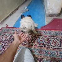 سگ ماده اماده شیتزو نژادروباهی|سگ|خرمشهر, |دیوار