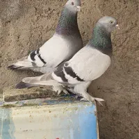 کبوتر ترکیه ای