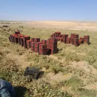 سرکارگر زمین کشاورزی