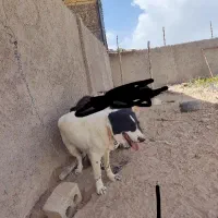 لاس گله ای سگ جو توله بده