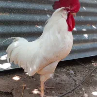 خروس معاوضه با جوجه