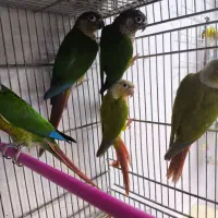 فروش انواع گرینچیک رام با رنگ های خاص