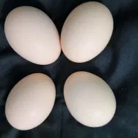 تخم مرغ لاری