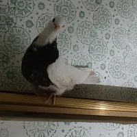 طوقی|پرنده|لردگان, |دیوار