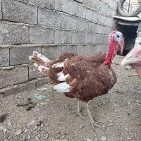 جفت بوقلمون بوربون