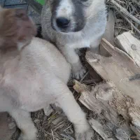 توله میکس|سگ|ماسوله, |دیوار