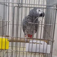 کاسکو جمله گو ۱۰۰ کلام پر صحبت و شیرین زبان|پرنده|تهران, جمهوری|دیوار