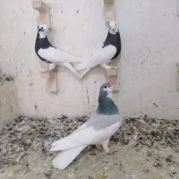 تعدادی رنگی زرنگ، طوق سیاه بردار|پرنده|شیراز, شریف‌آباد|دیوار