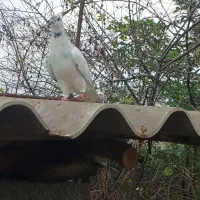 ۵کبوتر پرشی به شرط نطفه وپرش|پرنده|رشت, حومه رشت|دیوار