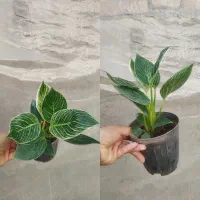 گل های آپارتمانی مناسب هدیه روز مادر|گل و گیاه طبیعی|مرودشت, محمد آباد|دیوار