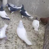 کبوتر پرشی ساده اصلی