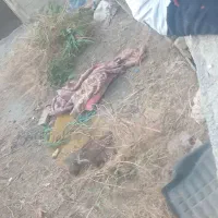 نظافت