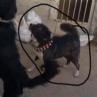 سگ گله ب شرط|سگ|قم, شهرک توانیر|دیوار