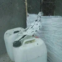 کفتر